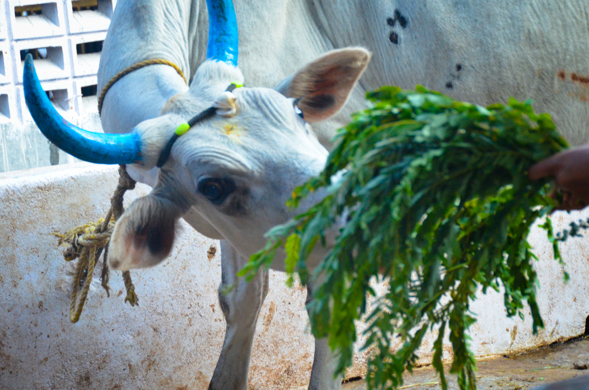 India2015 (130 of 148)